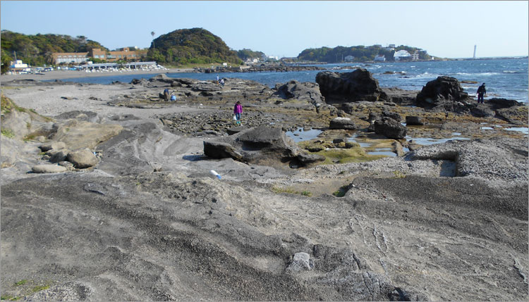 三浦道寸の子が荒次郎