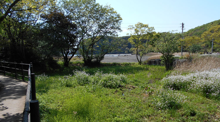 干潟と小網代湾を臨む