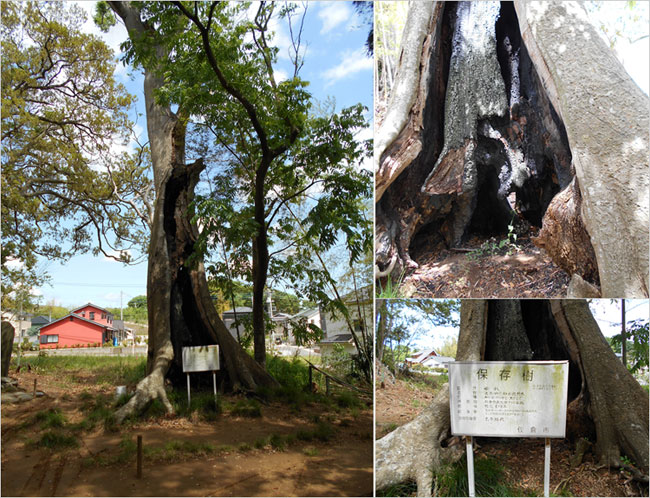 1626年に管理保存の対象