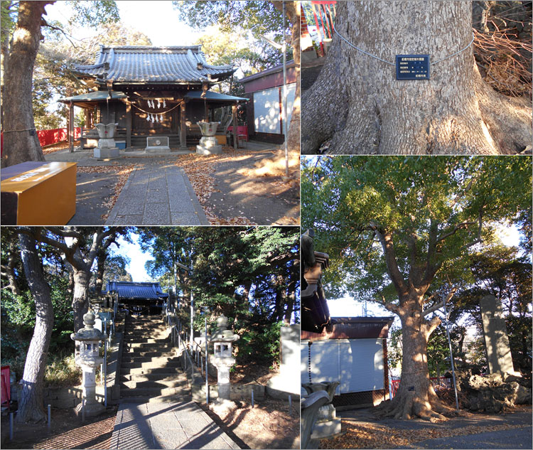 神木のクスは中世の小栗原城