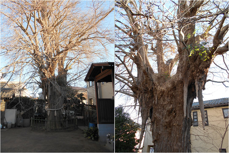 小栗判官馬つなぎのいちょう