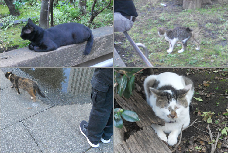 東池袋中央公園の猫