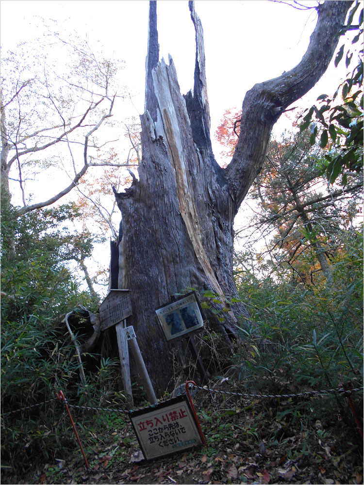 飯綱神社の周囲に大杉