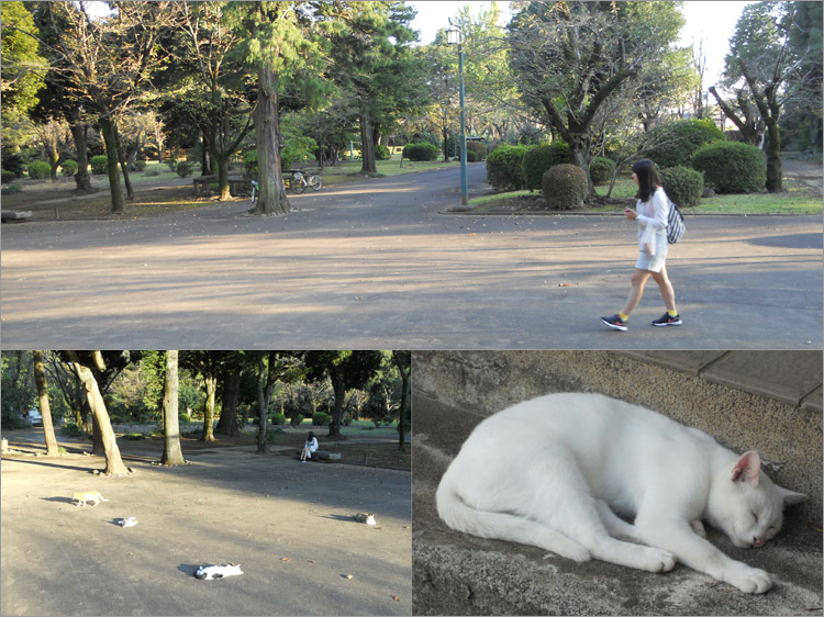 小山城本丸（仮）