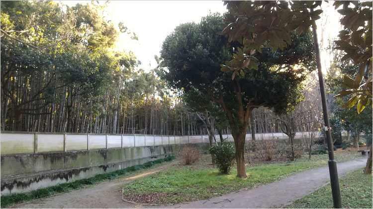 甘棠院の竹藪で中を窺い