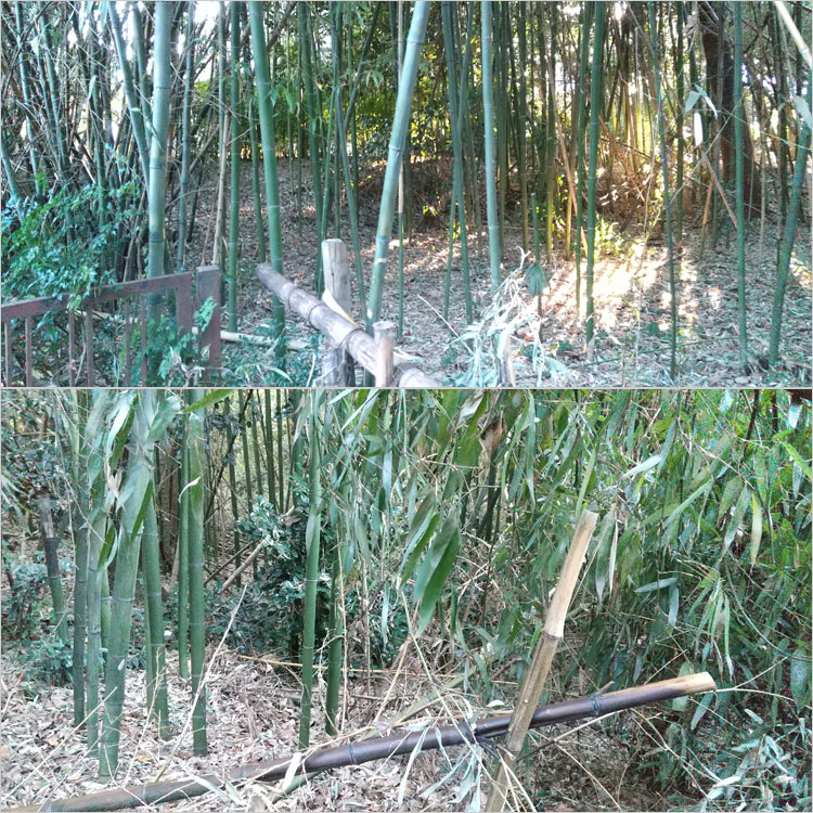 足利政氏墓付近の竹藪