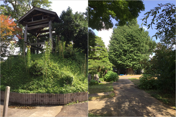 境内にある銀杏の木