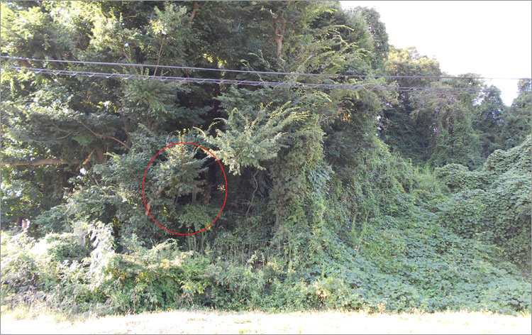 居館(現在、吉田家の墓地)