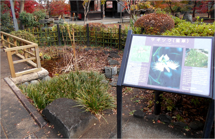 奥沢城の鷺草（サギソウ）伝説
