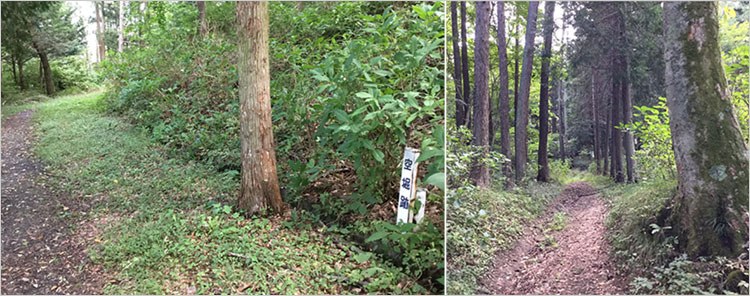 あじさい小道-塩田城