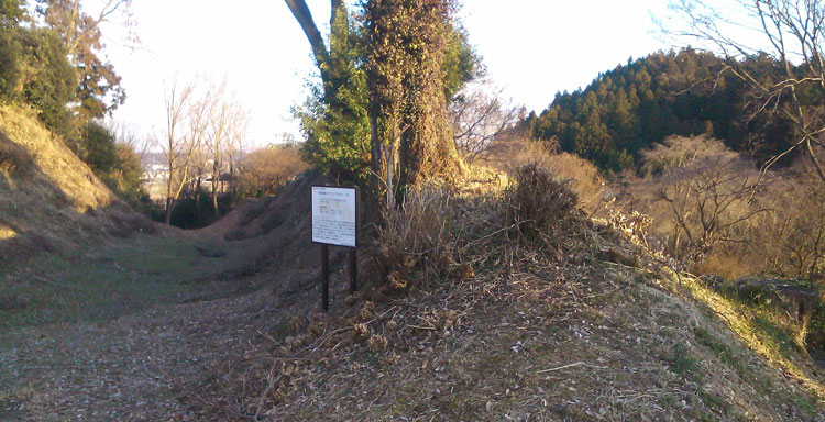 ヤマトアオダモ