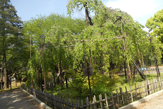 伏姫桜とよばれる枝垂桜