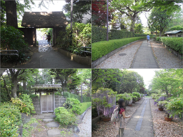 藤まつり-松戸城