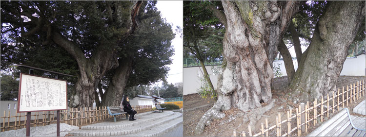 記念物の大シイ