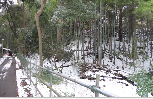 断崖の規模-金杉