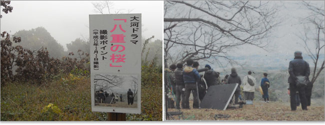 「八重の桜」撮影ポイント
