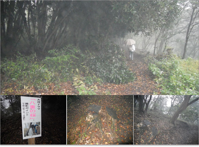 三舟山が舞台？八重の桜