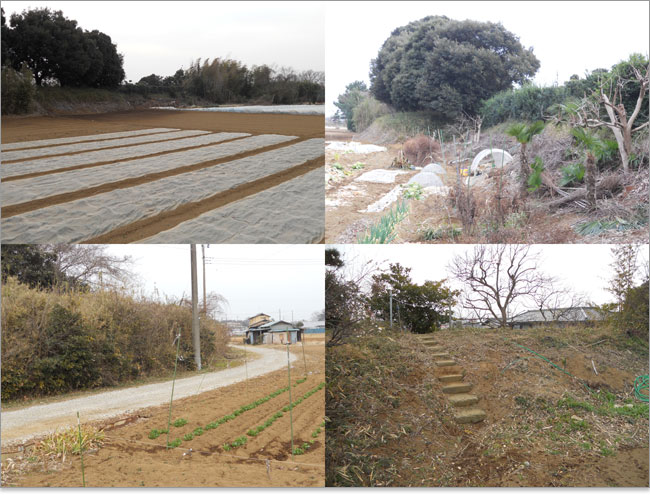 米ヶ崎城の土塁