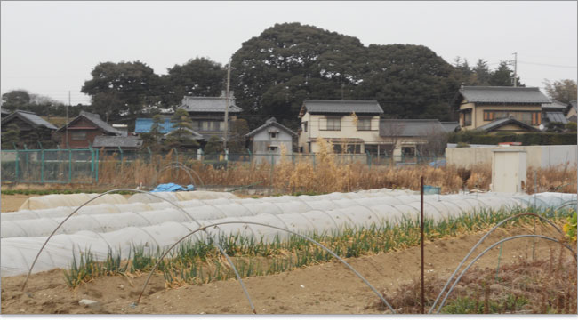 米ヶ崎城の遠景