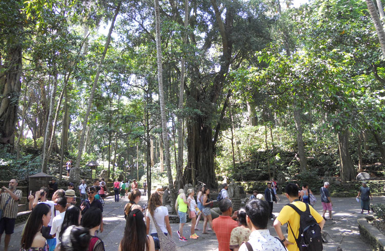 バナナはRP.50.000-モンキー・フォレスト