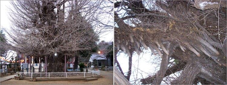 千葉寺のイチョウ