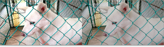 コントラスト比によって違うももたん