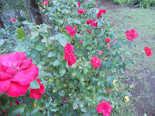 DELLパソコンとハーブ