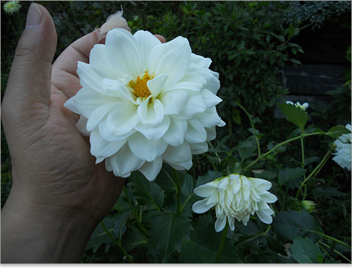 アカオ ハーブ＆ローズガーデンの観光案内に