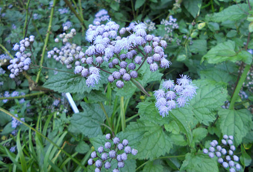 DELLと花は関係ないか