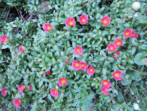 アカオ ハーブ＆ローズガーデン写真集