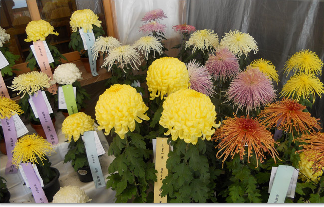 大山の菊コンテスト