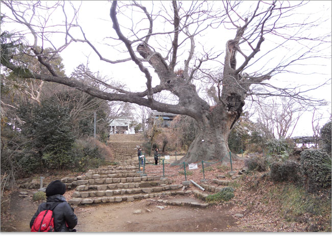 参道に樹齢800年といわれる神木