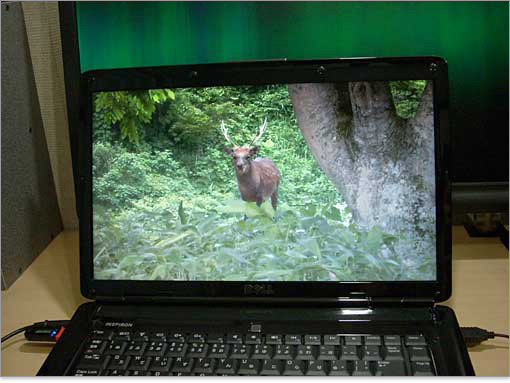 Studio 15�̉��ʃu�����hInspiron 15�B