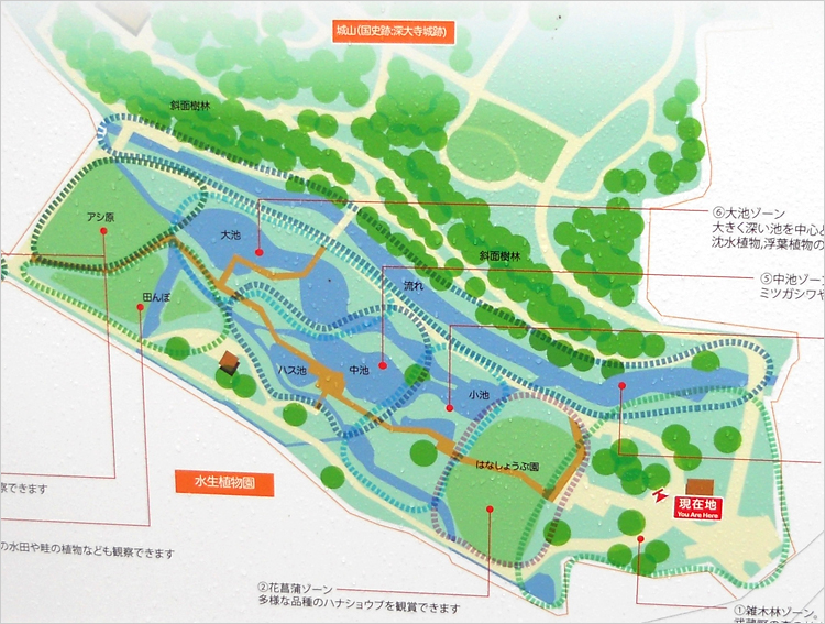 水生植物園のマップ