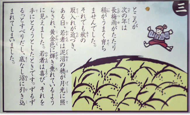 駒止谷の稲が数年ぶりに育ち