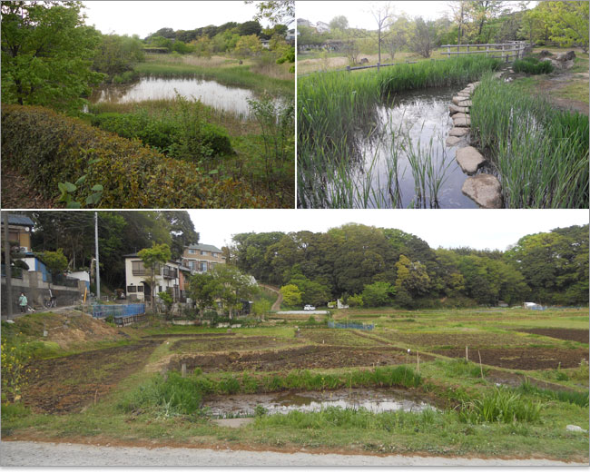 湿地帯の実籾本郷公園
