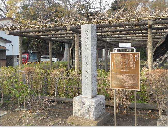樹齢800年千歳のふじ