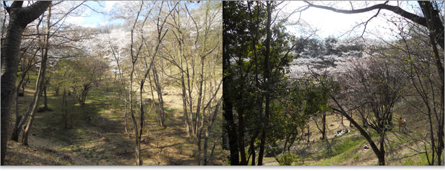 桜の名所の大池