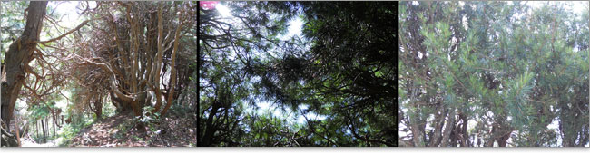 吉野山-高野マキ